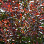 berberis red dream