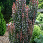 berberis red rocket