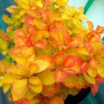 berberis summer sunset