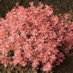 berberis thunbergia inspiration