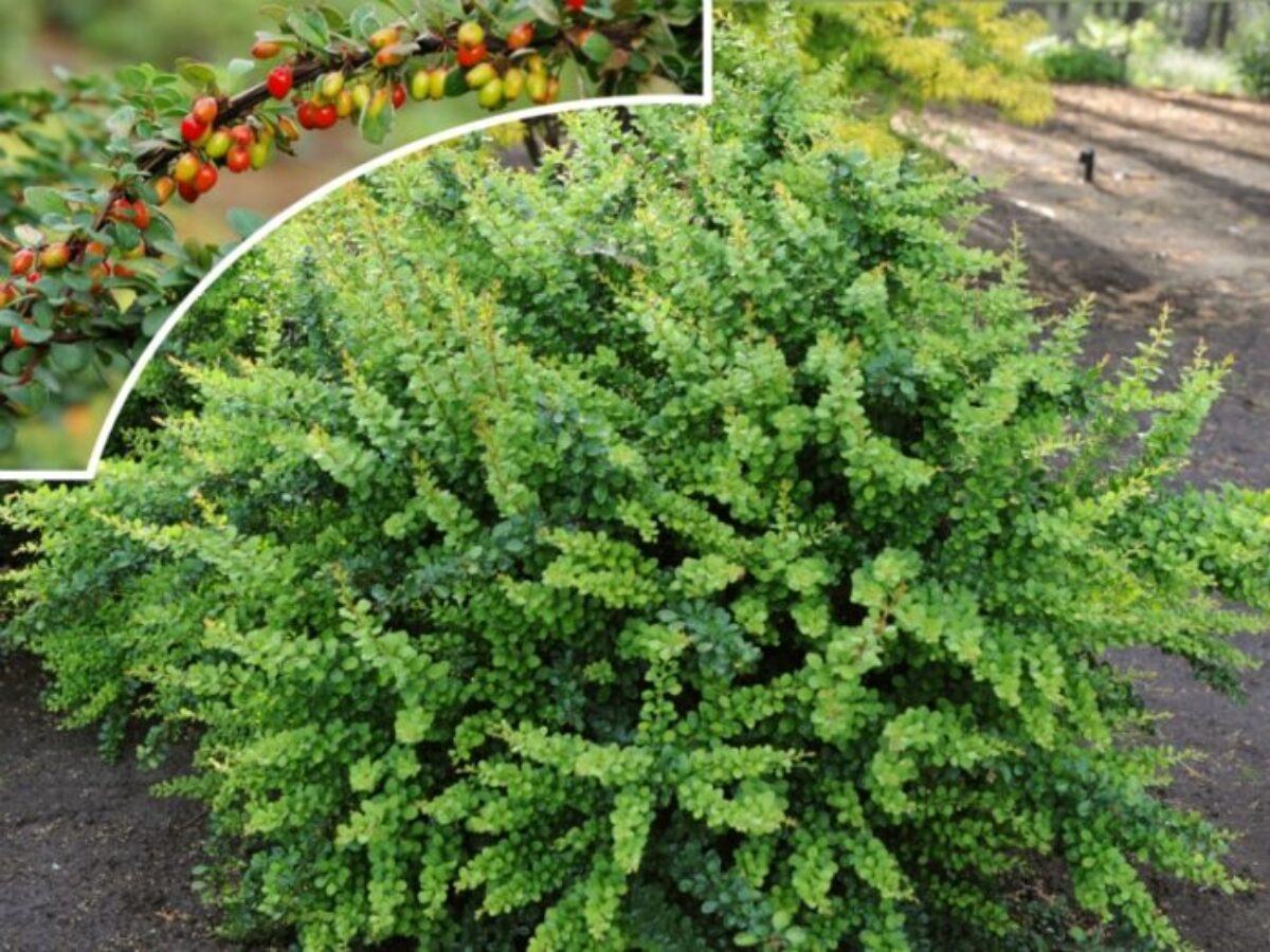 Katta kokrak bilan sariq porno