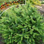 berberis thunbergia zeleni