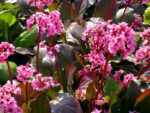 bergenia winter glow1