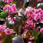 bergenia winter glow1