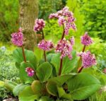 bergenia purpurea