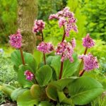 bergenia purpurea