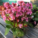 bergenia rosi klose