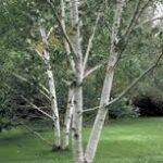 breza - betula pendula