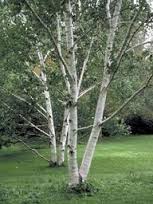 breza - betula pendula