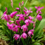 bletilla striata pink