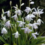 bletilla striata white