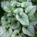 brunnera macrophylla jack frost