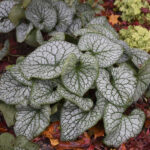 brunnera jack of diamonds2
