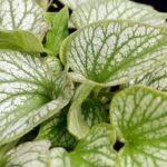 brunnera jacks gold2