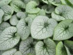 brunnera sterling silver1