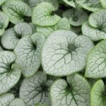 brunnera sterling silver1