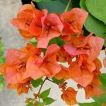 bungevilija narandzasta