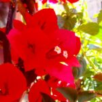 bungevilija - bogumila crvena