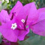 bugenvilija ljubičasta formosa