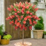 callistemon drvo