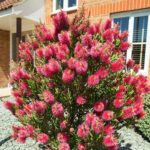callistemon-grm1