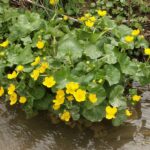 caltha palustris