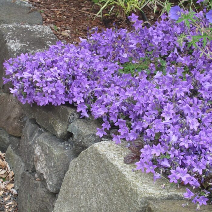 campanula portenschlagiana