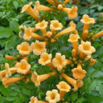 Campsis radicans - žuta tekoma