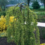 caragana arborescens pendula