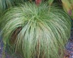 carex albula frosy curls