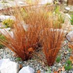 carex bronze form