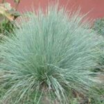 carex canyon prince