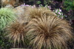 carex comans bronco