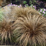 carex comans bronco