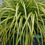 carex oshimensis eversheen