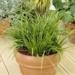 Carex "Irish Green"