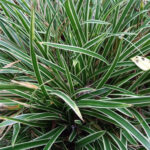 carex trava morrowii