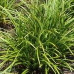 carex morrowi