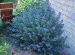 caryopteris plavi