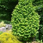 carpinus betulus monument - grab