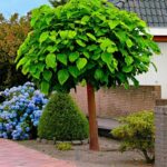 catalpa bignonioides nana