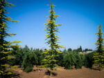cedrus-atlantica-aurea-glauca