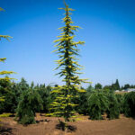 cedrus-atlantica-aurea-glauca