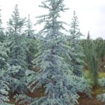 cedrus atlantica glauca