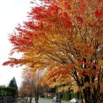 cercidiphyllum japonicum1