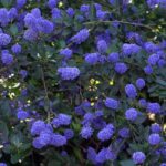 ceanothus victoria