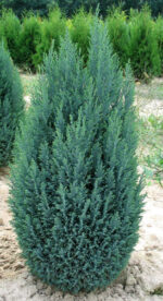 chamaecyparis lawsoniana ellwoodii blue