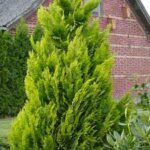 chamaecyparis lawsoniana aurea