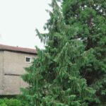 chamaecyparis nootkatensis pendula