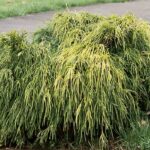 chamaecyparis pisifera filifera aurea
